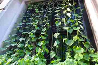 Vertical Gardening: Vines and Climbers